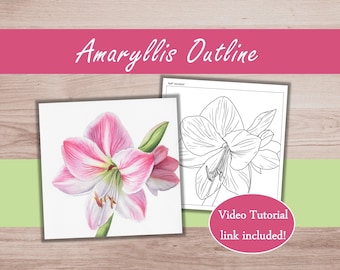 Amaryllis Painting Outline to Trace, Floral Coloring Page Printable Download & Watercolor Tutorial