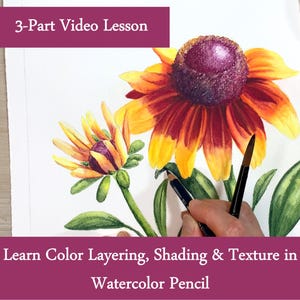 Peut inclure: Une peinture à l'aquarelle d'une fleur vibrante avec des pétales jaunes et orange et un centre violet foncé. L'image comprend le texte "3-Part Video Lesson" et "Learn Color Layering, Shading & Texture in Watercolor Pencil."