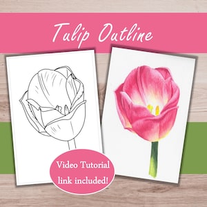 May include: Two tulip drawings are displayed. One is a black and white outline, and the other is a vibrant watercolor painting of a pink tulip. The text "Tulip Outline" is above the drawings, and a pink circle with text is below.