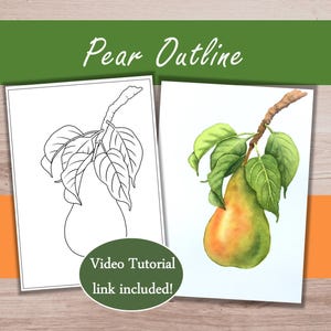 May include: Two rectangular sheets featuring a pear illustration. One sheet shows a black and white line drawing of a pear with leaves on a branch. The other sheet displays a full-colour watercolour painting of the same pear. Text reads Pear Outline.