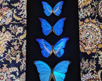 Rare blue morpho butterfly deluxe collection on black velour 9x20 morpho helena, giant morpho didius, morpho cypris, sulkowski, aega