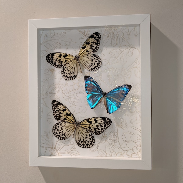 Tropical butterfly framed collection 8x10 white frame with gold detail. Idea leuconoe ("paper kite") and morpho zephyritis