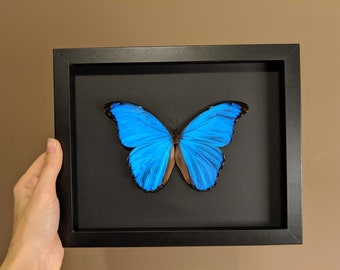 Giant blue morpho didius or morpho achilles butterfly framed 8x10