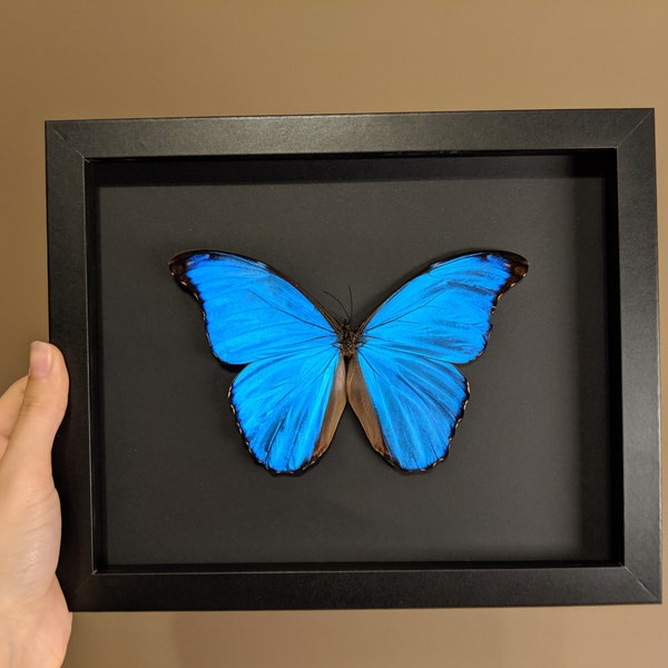 Giant blue morpho didius or morpho achilles butterfly framed 8x10