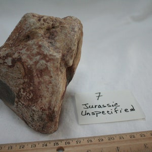 Jurassic Fossil Bone #7 Jerry Hodges Collection