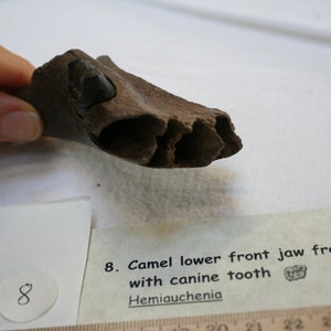 Prehistoric Camel Fossil - Teeth & Jaw