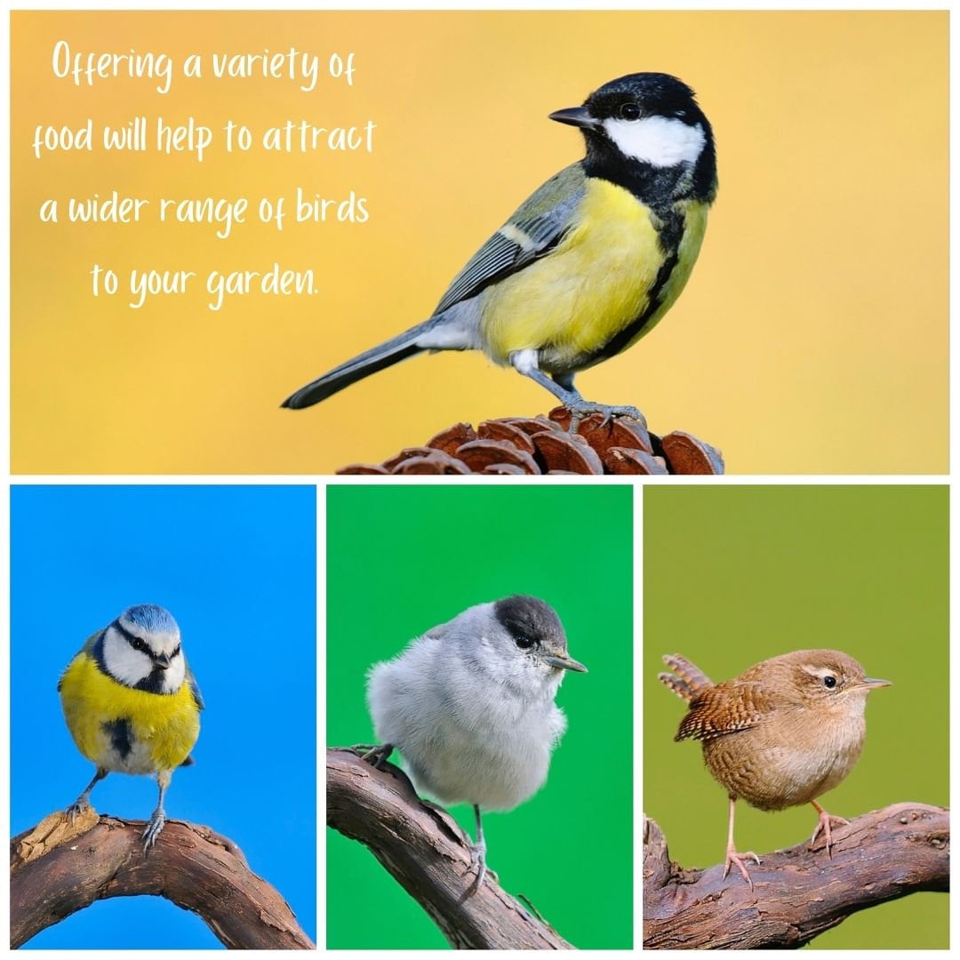 Wild Bird Gift Hamper Box Etsy