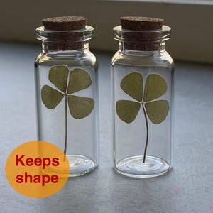 Real four leaf clover | UV-protected + Keeps its shape | Dried/pressed genuine 4 leaf clover | Lucky charm | Shamrock in glass bottle