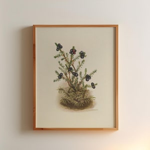 Vintage Berry Painting Print Antique Wildflower Illustration Botanical Painting Earth Tones Flowery Bedroom Decor Simplistic Poster