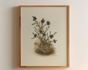 Puede incluir: Una ilustración botánica enmarcada de una pequeña planta con bayas de color azul oscuro. La ilustración está sobre un fondo blanco y está enmarcada en un marco de madera clara. El marco está colgado en una pared blanca.