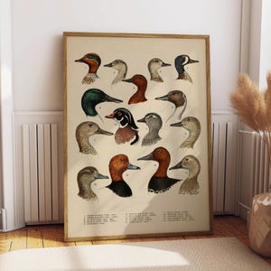 Antique Waterfowl Illustration Print, Duck Hunting Poster, Ornithology Wall Art, North American Duck Decor, Duck Head Poster for Bar