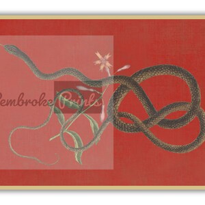 May include: A black snake coiled around a delicate pink flower with green leaves on a red background. The snake is in a knot-like shape, with its tail curled around the flower.