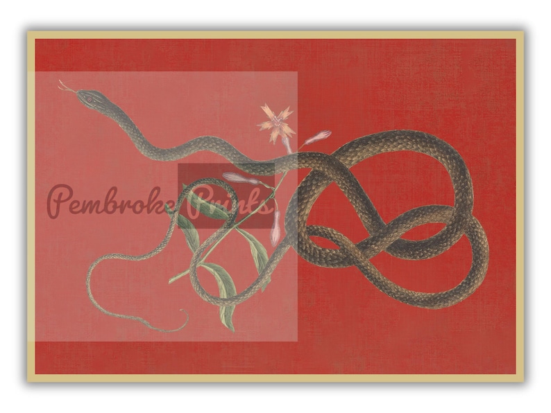 May include: A black snake coiled around a delicate pink flower with green leaves on a red background. The snake is in a knot-like shape, with its tail curled around the flower.