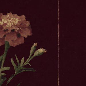 May include: A close-up of a marigold flower with a burgundy background. The flower is a mix of peach and light brown, with green leaves and buds. A thin gold line runs vertically down the right side of the image.