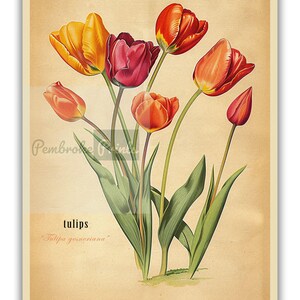 Może przedstawiać: Winietkowa ilustracja botaniczna tulipan&oacute;w w odcieniach czerwieni, pomarańczy i ż&oacute;łci. Ilustracja znajduje się na kremowym tle z tekstem "tulips" i "Tulipa gesneriana" napisanym pod kwiatami.