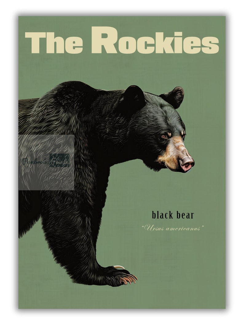 Pode incluir: Um p&ocirc;ster de estilo vintage com o texto "The Rockies" em fonte amarela. O p&ocirc;ster apresenta uma ilustra&ccedil;&atilde;o de um urso preto com o texto "black bear" e "Ursus americanus" abaixo do urso.