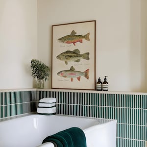 Puede incluir: Un cuadro enmarcado con ilustraciones de tres peces: trucha de arroyo, lubina y trucha arco&iacute;ris. La obra de arte tiene una est&eacute;tica vintage. El cuadro se exhibe en un ba&ntilde;o, encima de una ba&ntilde;era blanca con detalles de azulejos verdes.