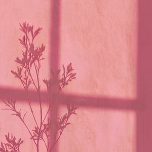 May include: A pink fabric curtain with a window frame shadow and a dark silhouette of a leafy plant branch cast across the surface. The light creates a soft, textured appearance on the material, highlighting the vertical and horizontal lines.