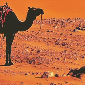 K&ouml;nnte beinhalten: Ein schwarzes Kamel mit Sattel geht durch eine W&uuml;stenlandschaft. Der Sand hat eine leuchtend orange Farbe.