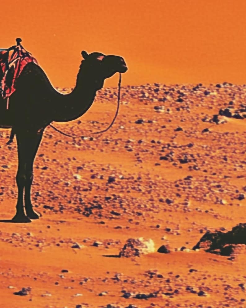 K&ouml;nnte beinhalten: Ein schwarzes Kamel mit Sattel geht durch eine W&uuml;stenlandschaft. Der Sand hat eine leuchtend orange Farbe.