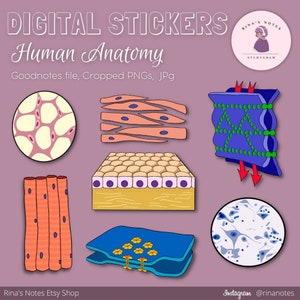 Può includere: Set di 7 adesivi digitali per Goodnotes con illustrazioni di anatomia umana. Gli adesivi sono di vari colori e raffigurano diversi tipi di cellule e tessuti, tra cui cellule muscolari, nervose ed epiteliali.