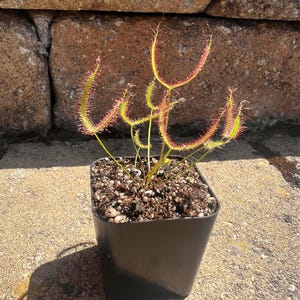 May include: A small potted carnivorous plant, likely a sundew, with delicate, reddish-tipped leaves and slender stems. The plant is in a square black plastic pot filled with soil. The background features a brick wall and a stone surface.