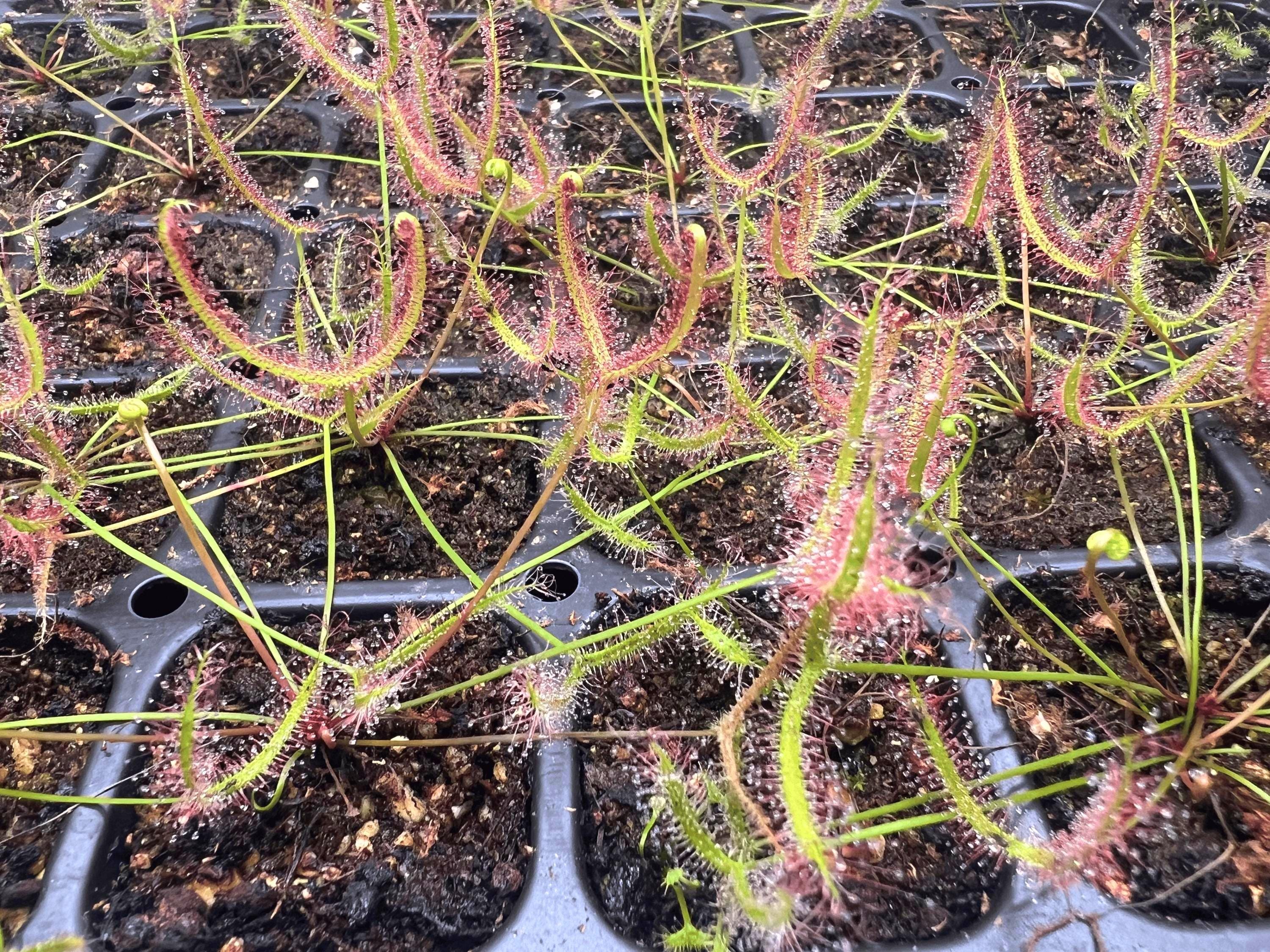 Fork Leaf Sundew Drosera Binata Var. Multifida Live Carnivorous Plant ...