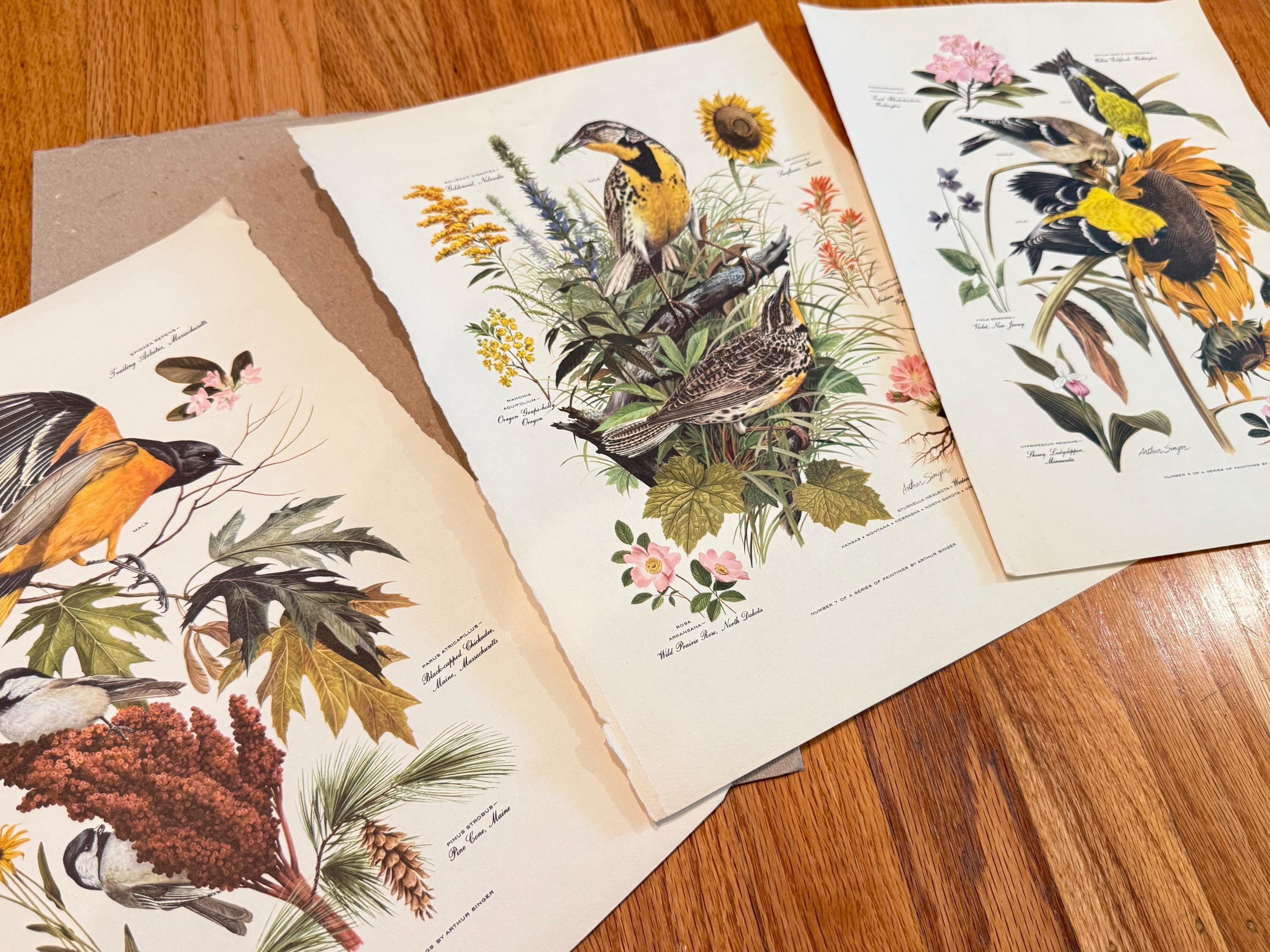 Arthur Singer Bird Prints - Etsy