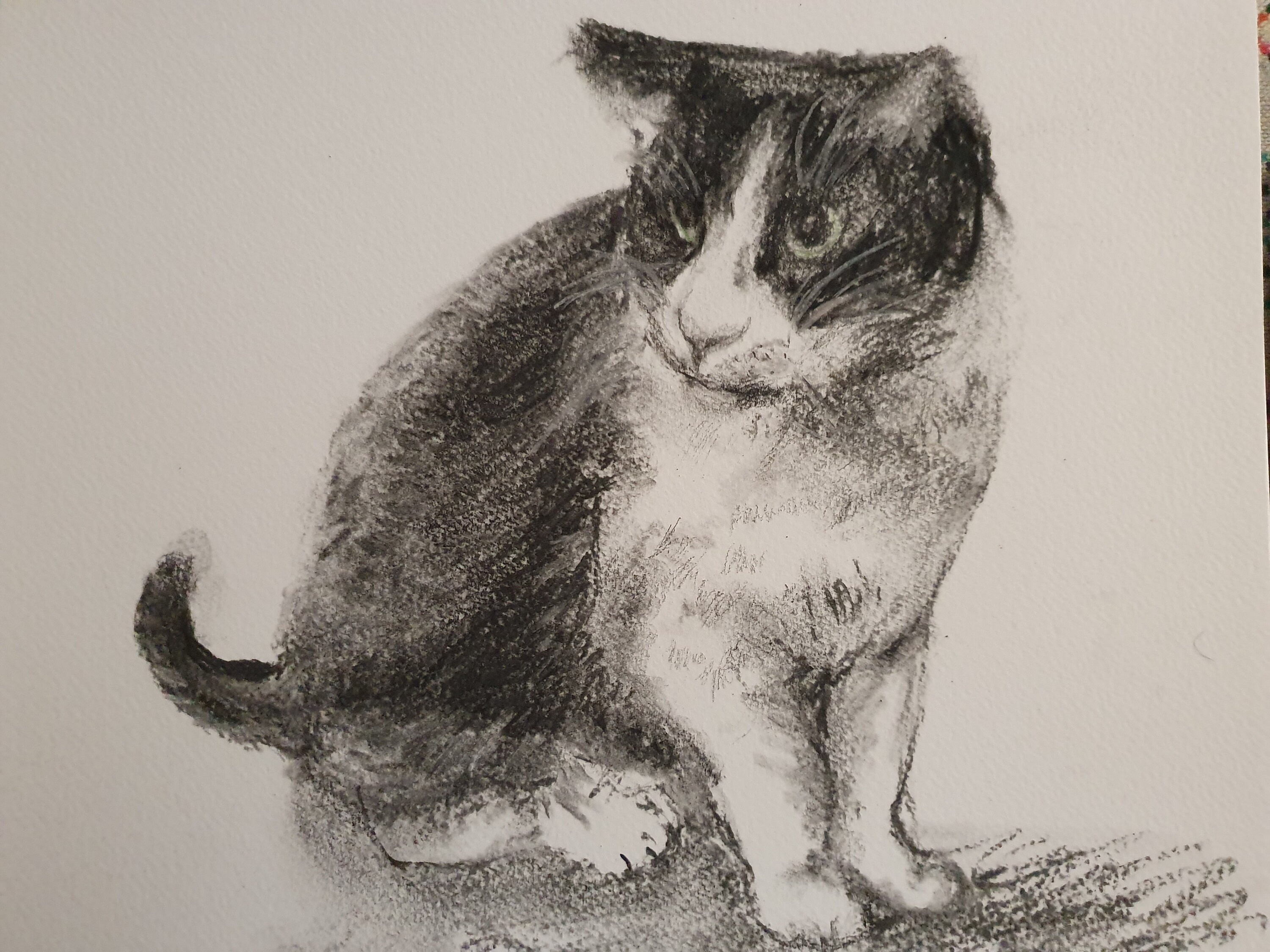 Chat - Fusain- Noir et Blanc- Animal Domestique