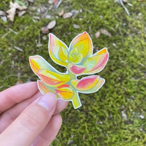 Pegatina suculenta, pegatina de plantas, pegatinas de dama de plantas, amante suculenta