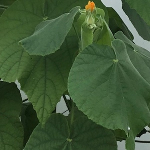 Dry Boton De Oro/Buttercup leaves