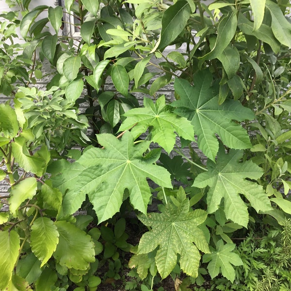 Higuereta fresh cuttings & and dry leaves