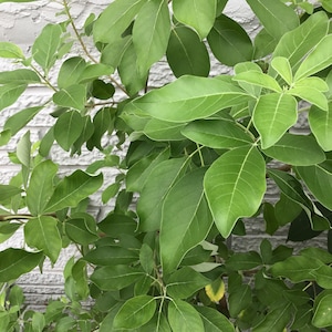 Vencedor fresh cuttings & dry leaves