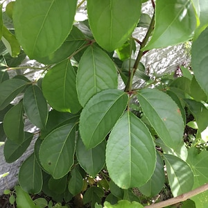 Almacigo dry leaves & fresh cuttings