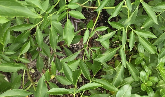 Sauco Blanco Fresh Cuttings & Dry Leaves - Etsy