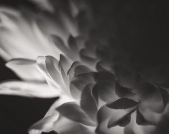 Può includere: Una fotografia in bianco e nero di un fiore con petali morbidi e stratificati. L'illuminazione mette in risalto i bordi dei petali, creando un effetto ad alto contrasto con ombre profonde e toni bianchi luminosi sulla struttura.