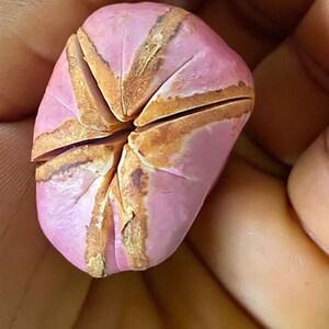 Nuts & Seeds | Obi | Obi Kola | Pink Kola Nut | Cola nitida