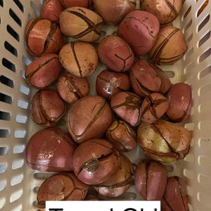 Nuts & Seeds | Obi | Obi Kola | Pink Kola Nut | Cola nitida