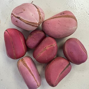 Nuts & Seeds | Obi | Obi Kola | Pink Kola Nut | Cola nitida