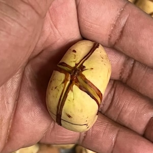 Nuts & Seeds | Obi | Obi Kola | White Kola Nut | Cola Acuminata [FREE SHIPPING USA]