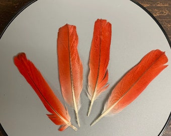 Ikode | African Grey Parrot Tail Feathers | Pluma de Loro | Ikodidere