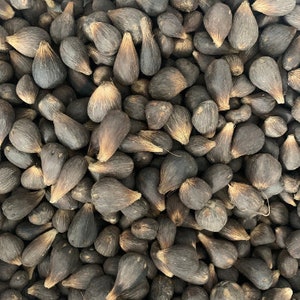 Nuts & Seeds | 21 Ikin Ifa | ifa divination | Hand of Orunmila