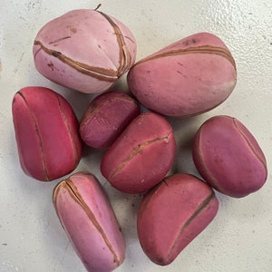 Kola nut (Cola Acuminate), also known as 'cola nut' or 'bitter cola', is  the seed of the brown-colored chestnut-like fruit…