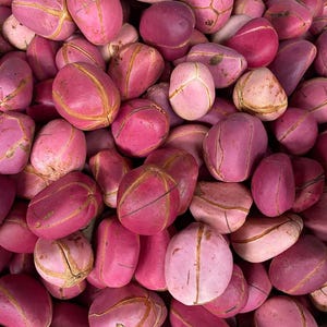 Nuts & Seeds | Obi | Obi Kola | Pink Kola Nut | Cola nitida [FREE SHIPPING USA]