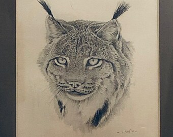 Canadian lynx portrait - signed-in-plate lithograph (Martin Glen Loates)