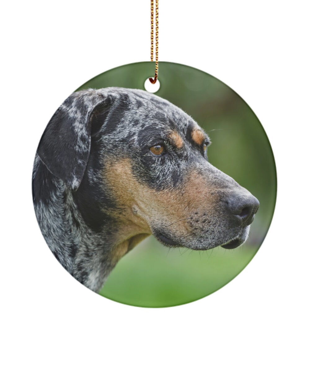 Catahoula Cur Catahoula Leopard Dog Lifespan Catahoula Cur