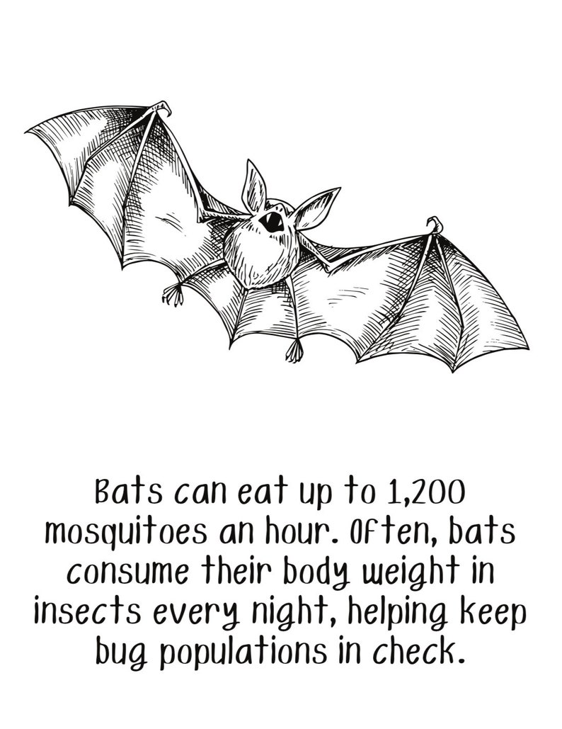 Printable Bats Activities, Printable Bats Worksheets, Homeschooling ...