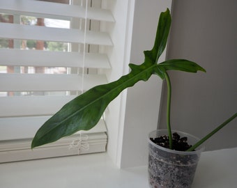 Philodendron Golden Dragon - Narrow Form