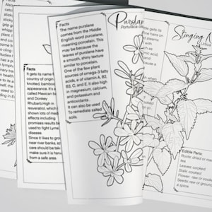 Könnte beinhalten: Eine Schwarzweißillustration einer Brennnesselpflanze mit dem Text "Stinging Nettle Urtica dioica" und einer Liste von essbaren Teilen: Wurzeln, Blätter, Stängel, Blüten und Samen.
