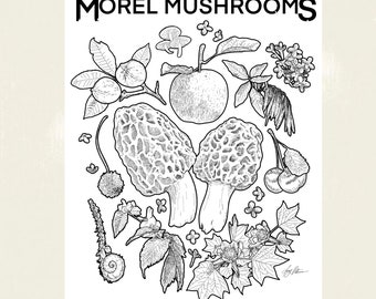 Morel Mushroom foraging guide poster illustration